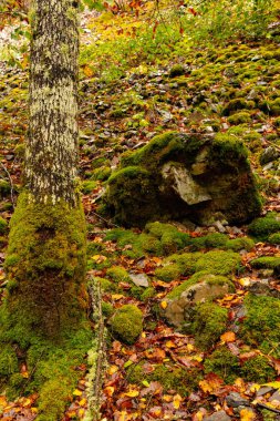Muniellos, Cangas del Narcea ve Ibias konseyleri arasındaki kapsamlı doğal rezerv..