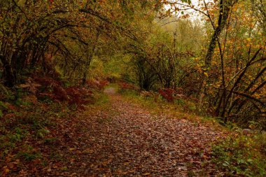 Muniellos, Cangas del Narcea ve Ibias konseyleri arasındaki kapsamlı doğal rezerv..