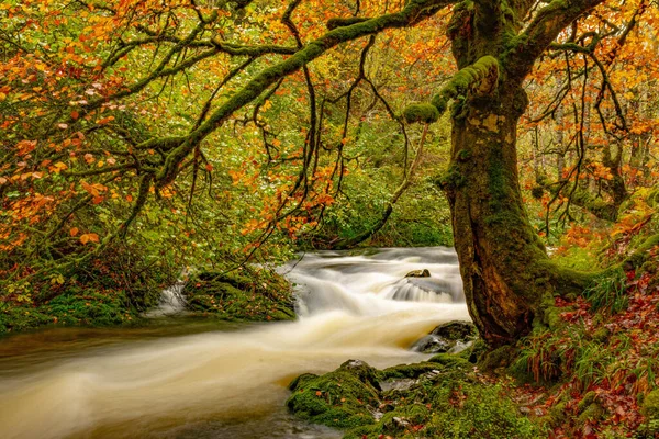 Muniellos comprehensive natural reserve, between the councils of Cangas del Narcea and Ibias.