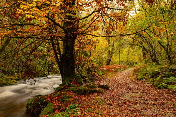 Muniellos comprehensive natural reserve, between the councils of Cangas del Narcea and Ibias.