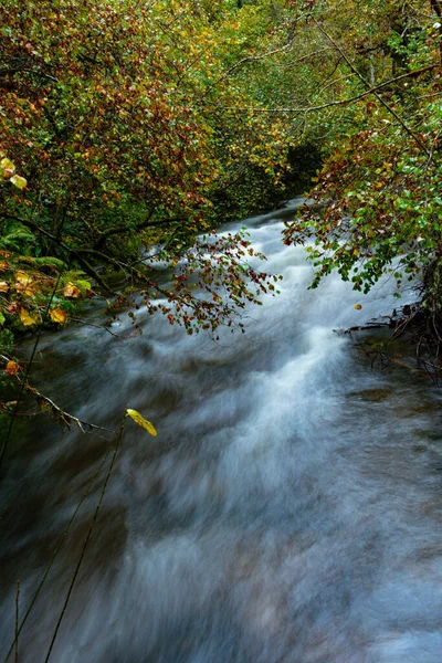 Muniellos reserva natural integral, entre los consejos de Cangas del Narcea e Ibias. — Foto de Stock