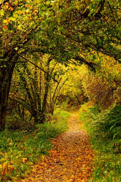 Muniellos uitgebreid natuurreservaat, tussen de raden van Cangas del Narcea en Ibias. — Stockfoto