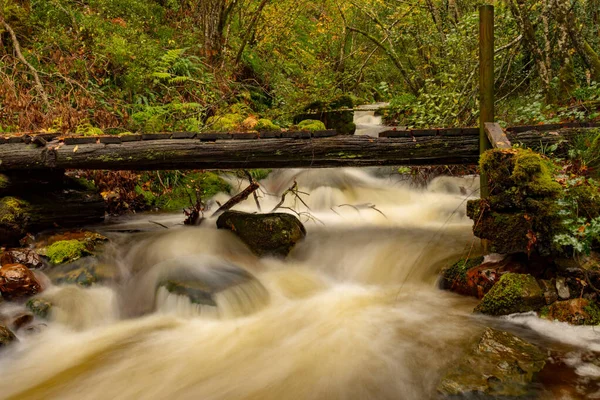 Muniellos reserva natural integral, entre los consejos de Cangas del Narcea e Ibias. — Foto de Stock