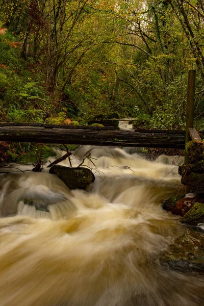 Muniellos reserva natural integral, entre los consejos de Cangas del Narcea e Ibias. — Foto de Stock