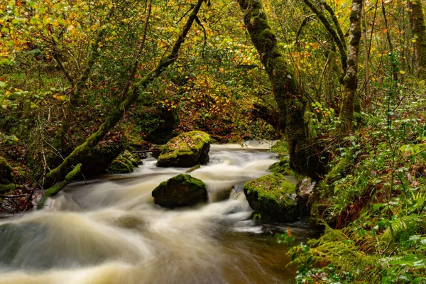 Muniellos reserva natural integral, entre los consejos de Cangas del Narcea e Ibias. — Foto de Stock