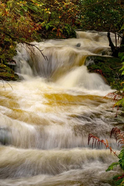 Muniellos reserva natural integral, entre los consejos de Cangas del Narcea e Ibias. — Foto de Stock