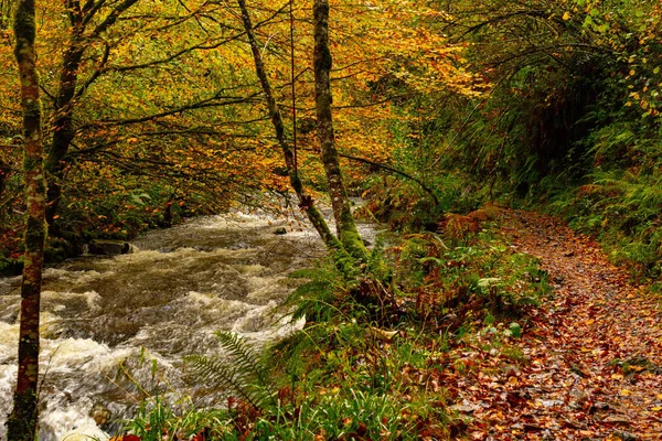 Muniellos comprehensive natural reserve, between the councils of Cangas del Narcea and Ibias.