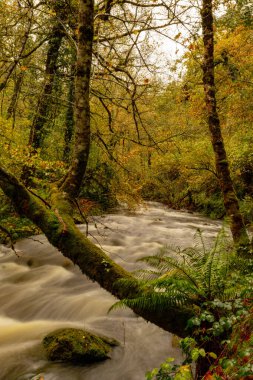 Muniellos, Cangas del Narcea ve Ibias konseyleri arasındaki kapsamlı doğal rezerv..