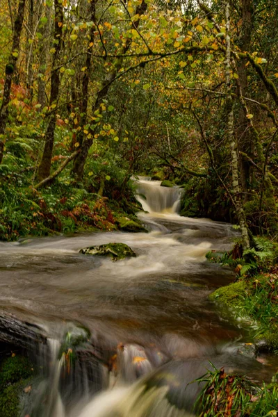 Muniellos reserva natural integral, entre los consejos de Cangas del Narcea e Ibias. — Foto de Stock