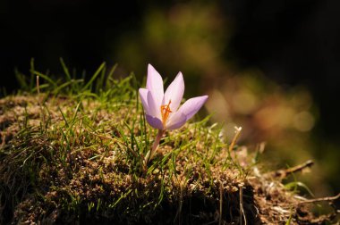 Colchicum triphyllum bir çeşit soğan çiçekli bitkidir..