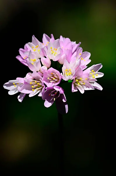 L'Allium ursinum, aglio selvatico, è una specie di pianta erbacea appartenente alla famiglia delle Amaryllidaceae. — Foto Stock