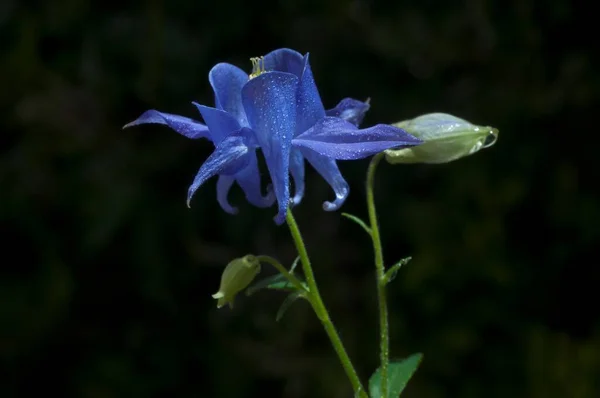 Aquilegia é um género botânico pertencente à família ranunculaceae.. — Fotografia de Stock