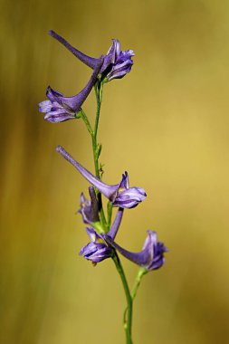 Delphinium gracile - Larkspur, düğün çiçeği familyasının hayali bir bitkisidir..
