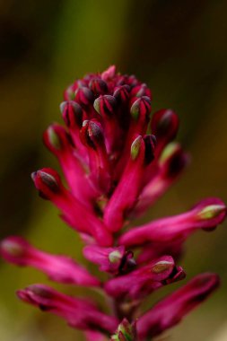 Fumaria densiflora - Fumaria, Papaveraceae familyasından bir bitki cinsidir.