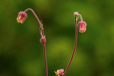 Geum Rivale, Rosaceae familyasından bir bitki türü.