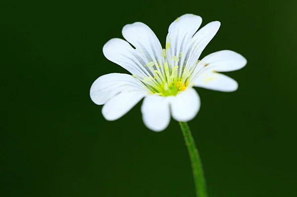 Cerastium gibraltaricum Boiss., es una especie perteneciente a la familia de las cariofilaceas. — Stock Fotó