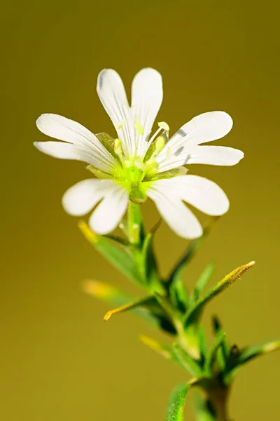 Cerastium gibraltaricum Boiss., es una especie perteneciente a la familia de las cariofilaceas. — Stock Fotó