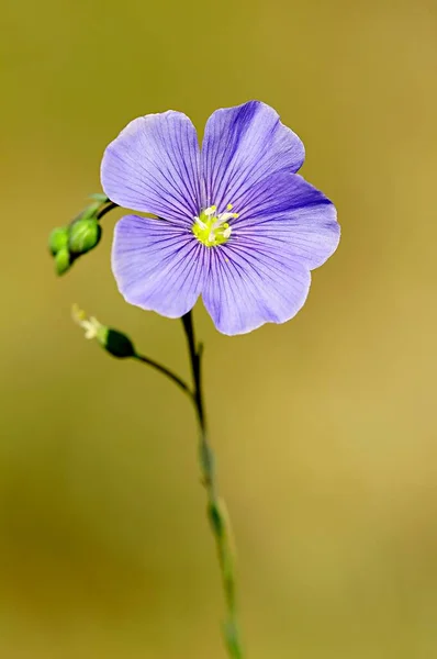 Linum narbonense - Il lino blu è una pianta erbacea della famiglia delle linnaceae. — Foto Stock