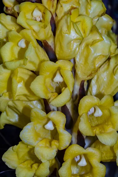 Cistanche phelypaea subsp. lutea, lub jagnięta jopo, pijolobo, ogon jagnięcy, żółte jopo. — Zdjęcie stockowe