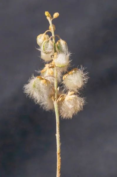 Clypeola eriocarpa - especies de plantas pertenecientes a la familia Brassicaceae. — Foto de Stock