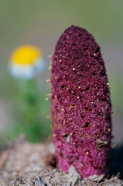 Cynomorium coccineum es un género de plantas parásitas perteneciente a la familia Cynomoriaceae.. — Foto de Stock