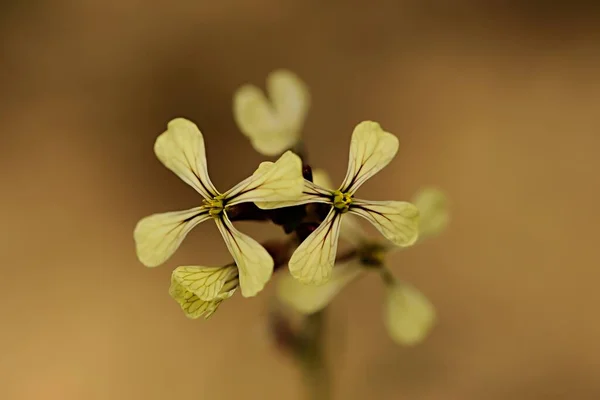 Eruca vesicaria, vulgarmente denominada arugula, lagarta, ruca, arugula ou roqueta. — Fotografia de Stock