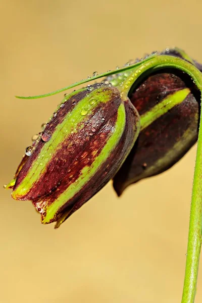 Fritillaria lusitanica jest bulwiastą wieloletnią rośliną zielną z rodziny lilii. — Zdjęcie stockowe