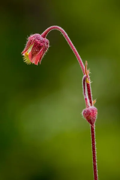 Geum rivale jest wieloletnią rośliną kwitnącą z rodziny Rosaceae — Zdjęcie stockowe