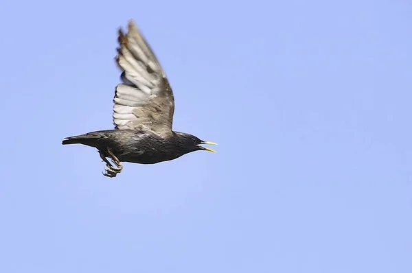 개똥지빠귀 (Sturnus unicolor) - 검은 아메리카 새 (black starling) 는 스투너 과에 속하는 바닷새의 일종이다.. — 스톡 사진