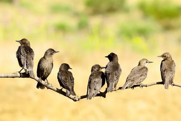 单色金丝雀（Sturnus unicolor）-黑星鸟是金丝雀科中的一种。. — 图库照片