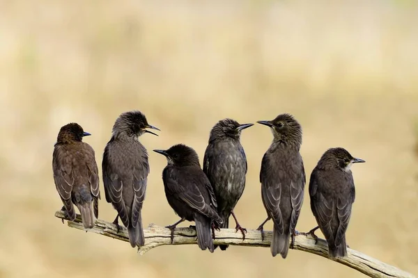 Sturnus unicolor - El estornino negro es una especie de ave paseriforme de la familia Sturnidae.. — Foto de Stock