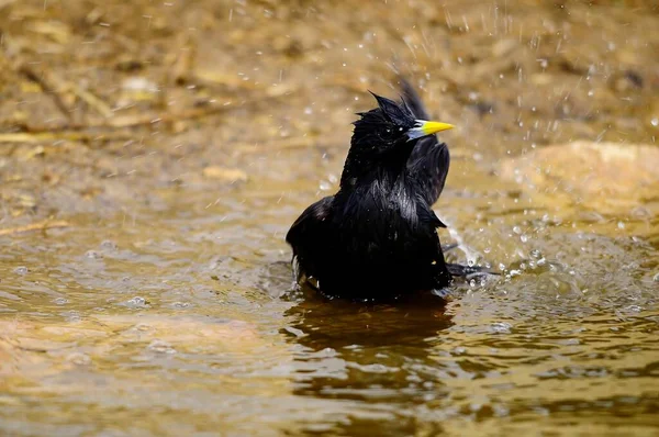 Sturnus unicolor - Černý špaček je druh papouška rodu Sturnidae. — Stock fotografie