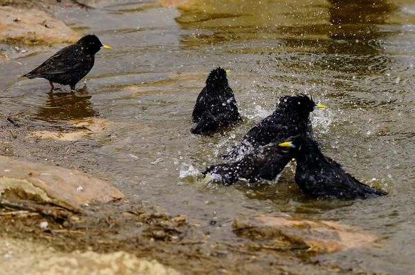 개똥지빠귀 (Sturnus unicolor) - 검은 아메리카 새 (black starling) 는 스투너 과에 속하는 바닷새의 일종이다.. — 스톡 사진