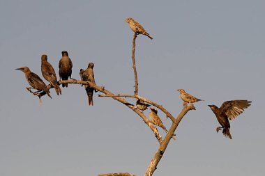 Sturnus unicolor - Siyah sığırcık, Sturnidae familyasından bir kuş türü..
