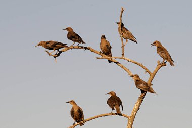 Sturnus unicolor - Siyah sığırcık, Sturnidae familyasından bir kuş türü..