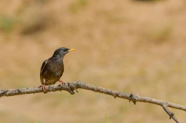 Sturnus unicolor - Siyah sığırcık, Sturnidae familyasından bir kuş türü..