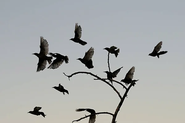 개똥지빠귀 (Sturnus unicolor) - 검은 아메리카 새 (black starling) 는 스투너 과에 속하는 바닷새의 일종이다.. — 스톡 사진