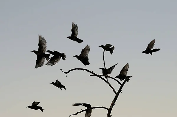 Sturnus unicolor - A fekete seregély a Sturnidae családba tartozó passerine madárfaj. — Stock Fotó