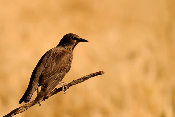 Sturnus unicolor Lo storno nero è una specie di uccello passeriforme della famiglia Sturnidae. — Foto Stock
