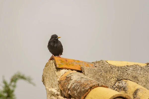 개똥지빠귀 (Sturnus unicolor) - 검은 아메리카 새 (black starling) 는 스투너 과에 속하는 바닷새의 일종이다.. — 스톡 사진