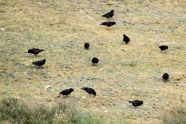 Sturnus unicolor - L "étourneau noir est une espèce d'oiseaux de la famille des Sturnidae.. — Photo