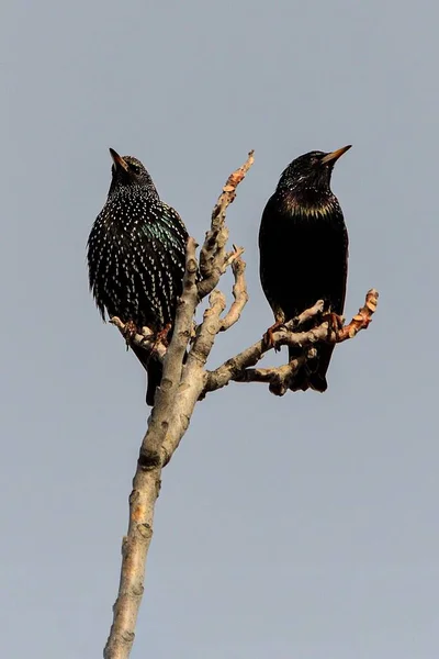 单色金丝雀（Sturnus unicolor）-黑星鸟是金丝雀科中的一种。. — 图库照片
