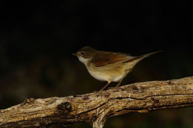 Sylvia Communis - Warbler, Sylviidae familyasından bir kuş türü..