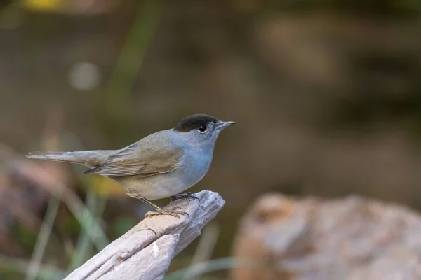 실비아 아트 리카 필라 - 검은 모자 ( 영어 : Sylvia atricapilla - the blackcap) 는 실비아 속에 있는 바닷새의 일종이다. — 스톡 사진