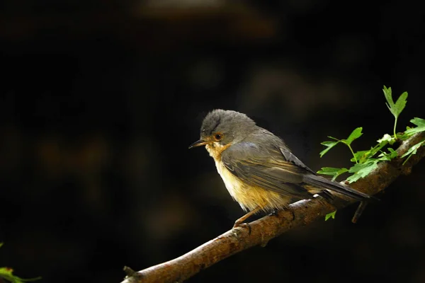 Sylvia cantillans - O warbler subalpino ocidental é um típico pequeno warbler. — Fotografia de Stock