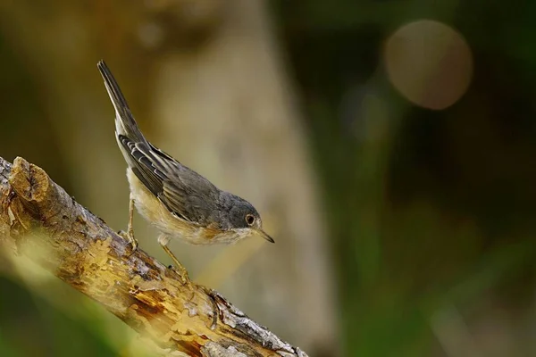 Sylvia cantillans - Den vestlige subalpine warbler er en typisk lille warbler. - Stock-foto