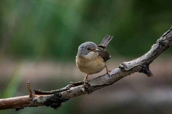 Sylvia cantillans - El curruca subalpina occidental es un curruca típica pequeña. —  Fotos de Stock