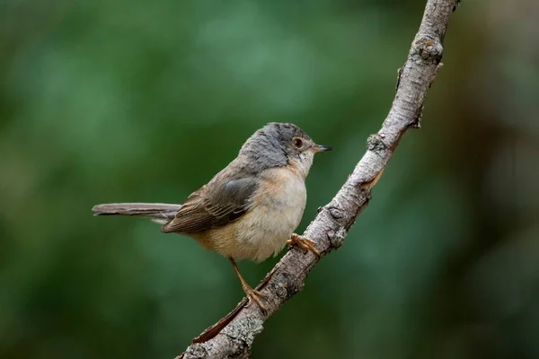 Sylvia cantillans - O warbler subalpino ocidental é um típico pequeno warbler. — Fotografia de Stock