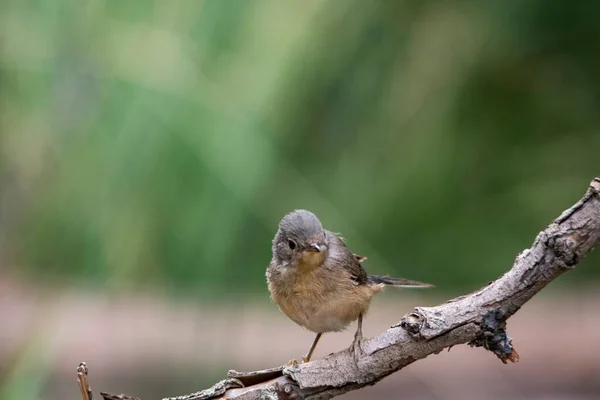 Sylvia cantillans - O warbler subalpino ocidental é um típico pequeno warbler. — Fotografia de Stock