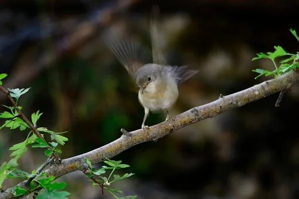 Sylvia borin - La paruline est une espèce d'oiseaux de la famille des Sylviidae.. — Photo